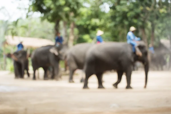 Blurred focus .Elephant show ,Lampang ,Thailand. — Stock Photo, Image
