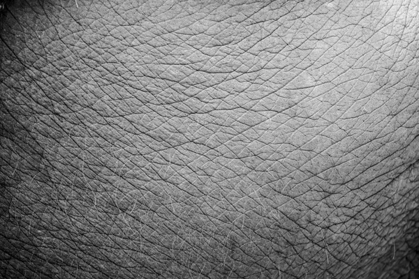 Close up elephant skin texture and background. — Stock Photo, Image