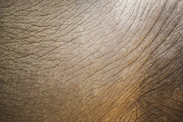 关闭了大象的皮肤纹理和背景. — 图库照片