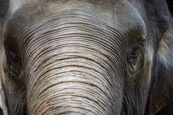 Close up Asian elephant head ,Thailand — Stock Photo, Image