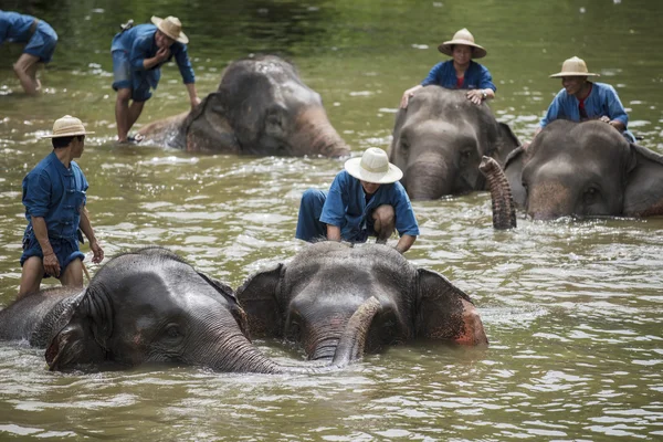 Mahouts baden und säubern die Elefanten im Fluss — Stockfoto