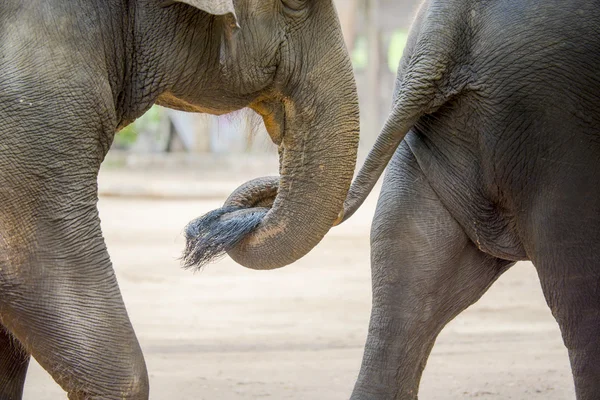 Chiudere il tronco di elefante con la coda di un altro elefante . Fotografia Stock