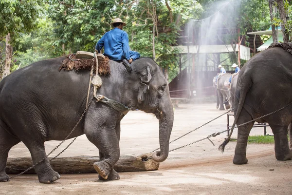 Každodenní sloní show na centra pro ochranu thajský slon. Royalty Free Stock Obrázky
