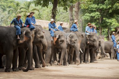 Tay fil koruma merkezi günlük fil göster.