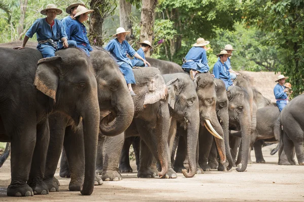 Tägliche Elefantenshow im thailändischen Elefantenschutzzentrum. — Stockfoto