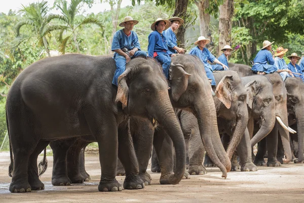 Tay fil koruma merkezi günlük fil göster.