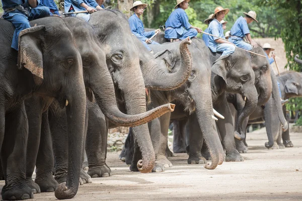 Tägliche Elefantenshow im thailändischen Elefantenschutzzentrum. — Stockfoto