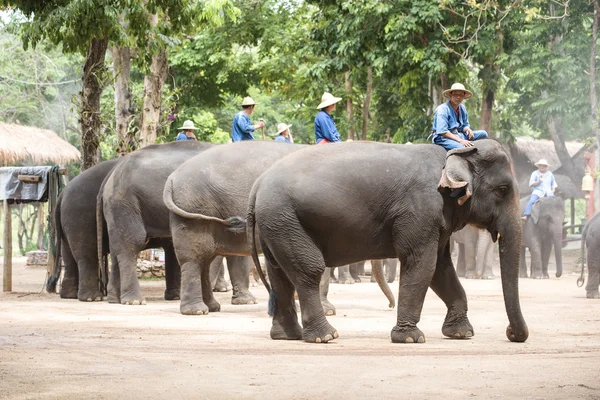 Tägliche Elefantenshow im thailändischen Elefantenschutzzentrum. — Stockfoto