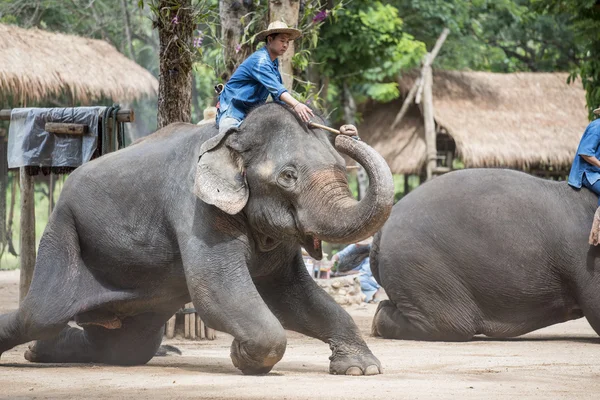 Tägliche Elefantenshow im thailändischen Elefantenschutzzentrum. — Stockfoto