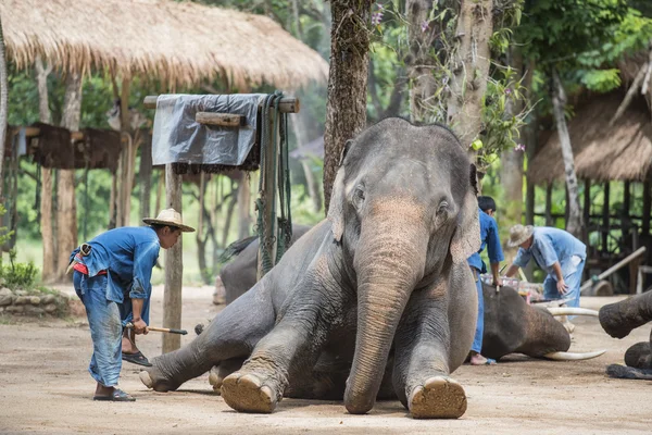 Exposition quotidienne d'éléphants au Thai Elephant Conservation Center . — Photo