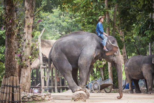 在泰国大象保护中心的日常大象表演. — 图库照片