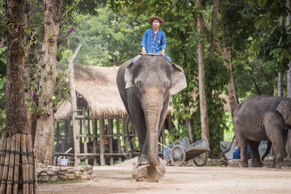 Tay fil koruma merkezi günlük fil göster.