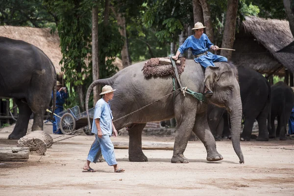 Exposition quotidienne d'éléphants au Thai Elephant Conservation Center . — Photo