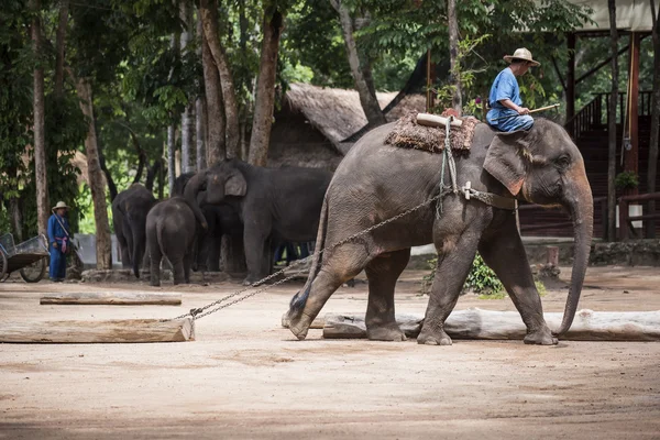 Tay fil koruma merkezi günlük fil göster.