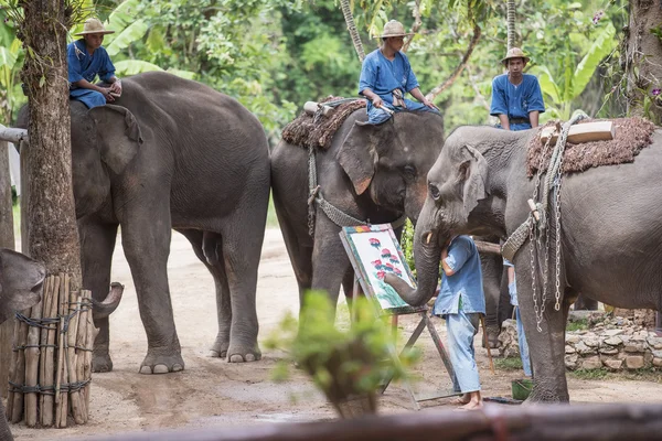 Exposition quotidienne d'éléphants au Thai Elephant Conservation Center . — Photo