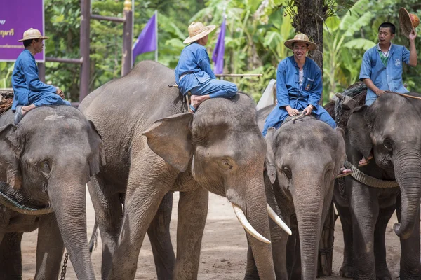 Tägliche Elefantenshow im thailändischen Elefantenschutzzentrum. — Stockfoto