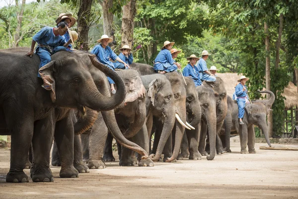 Spettacolo giornaliero di elefanti al Thai Elephant Conservation Center . Foto Stock