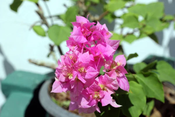 Różowe Kwiaty Bougainvillea Garnku — Zdjęcie stockowe