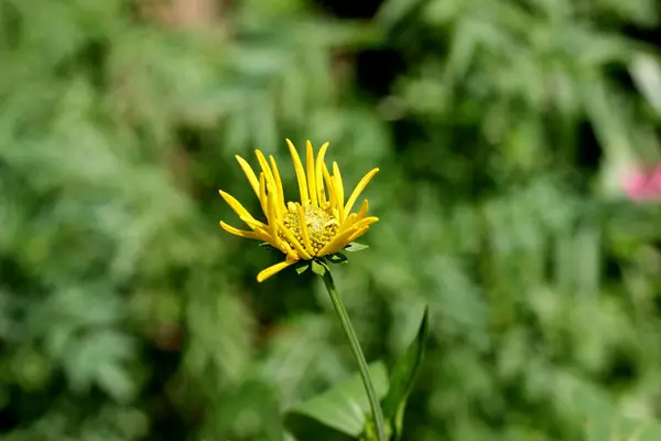 Flor Amarilla Cien Pétalos Casi Lista Para Florecer — Foto de Stock