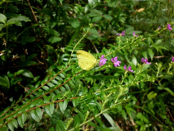 Одна Точка Трава Желтая Бабочка Питается Маленьким Фиолетовым Цветком — стоковое фото