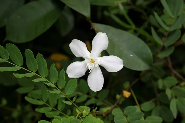 Fiore Bianco Sfondo Foglie Verdi — Foto Stock