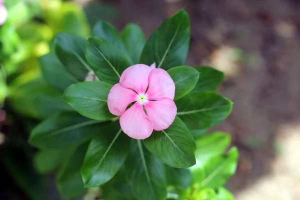 Flor Rosa Bonita Fechar — Fotografia de Stock