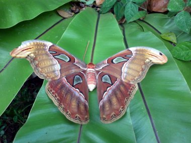 Dev Atlas güvesi olarak adlandırılan büyük güve bahçede büyük bir yaprak üzerinde