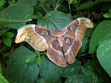 Bahçede dev atlas güvesi olarak adlandırılan büyük güve, tam kare yakalandı.