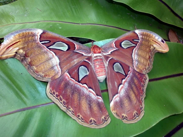 Big Moth Named Giant Atlas Moth Garden — Stock Photo, Image