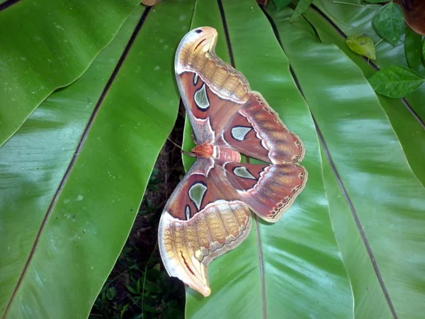 庭の巨大なアトラス蛾という名前の大きな蛾 サイドビューキャプチャ — ストック写真