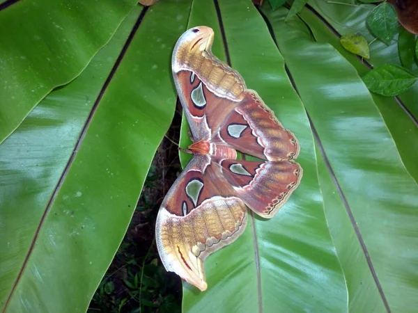 Polilla Grande Nombrada Como Polilla Gigante Del Atlas Jardín Captura —  Fotos de Stock