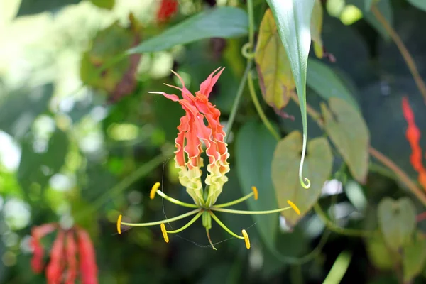 Zehirli Nilüfer Çiçeğinin Üzerindeki Çiçek Poleni Aynı Zamanda Sürünen Zambak — Stok fotoğraf
