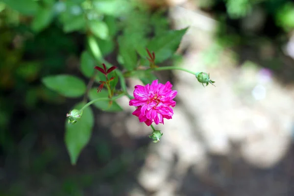 Piccolo Fiore Rosa Rossa Giardino — Foto Stock