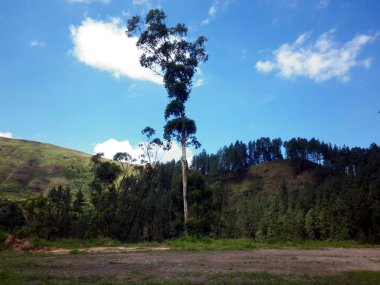 Güzel bir dağ sırasının eteğindeki uzun bir ağaç.