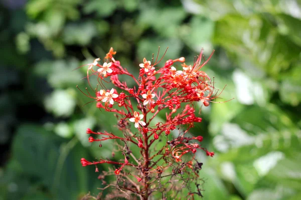 Bouquet Petites Fleurs Bourgeons Couleur Rouge — Photo