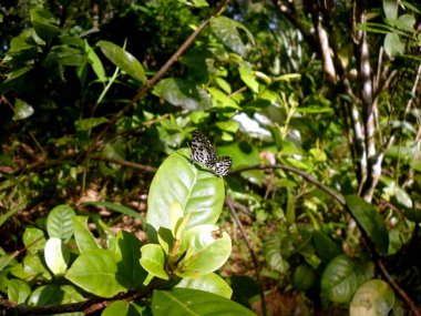 İki küçük Pierrot kelebeği ağaç yaprağında buluşuyor.