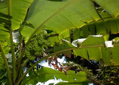Bir muz ağacının olgunlaşmamış yeşil muzları vardır.