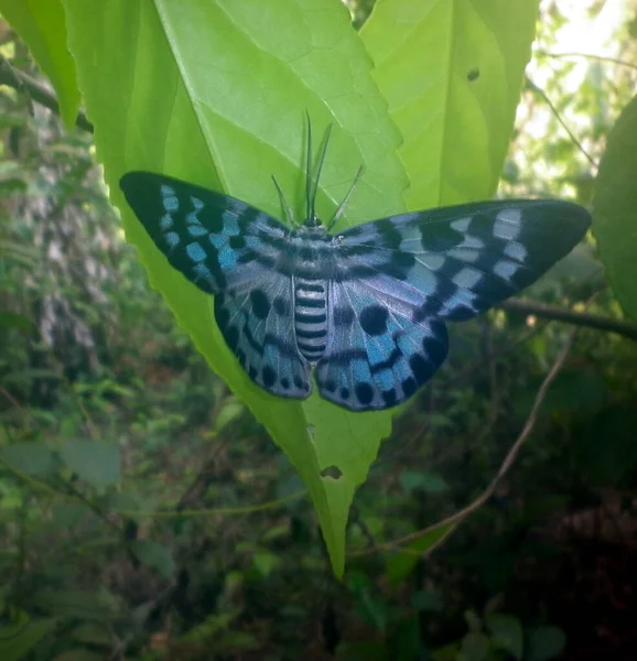 Una Mariposa Color Azul Como Polilla Parte Posterior Hoja — Foto de Stock