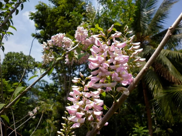 毒ピンクの野生の花の束 — ストック写真