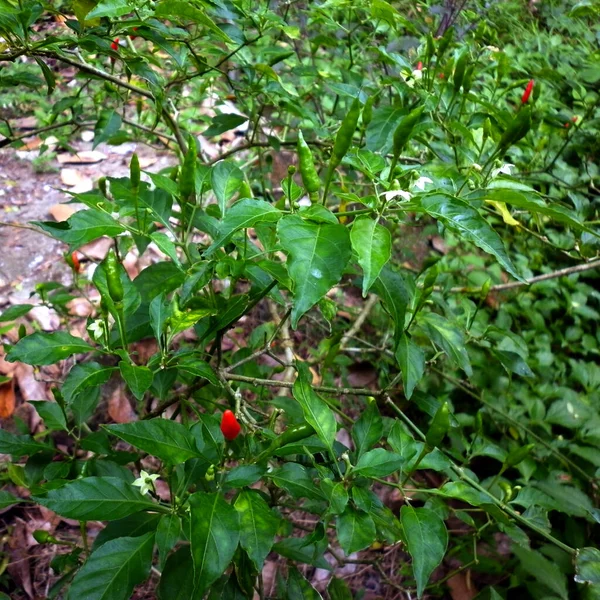 Chilli Planta Cheia Com Pequenas Pimenta Verde Folhas — Fotografia de Stock