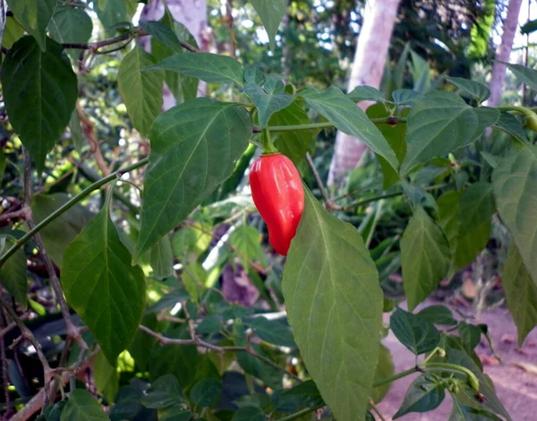 Close Pimenta Vermelha Bem Madura — Fotografia de Stock