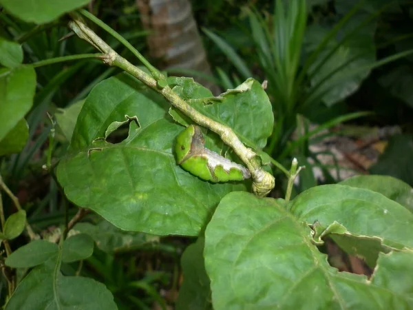 Uma Rara Lagarta Verde Gigante Desconhecida Pequeno Tronco Árvore — Fotografia de Stock