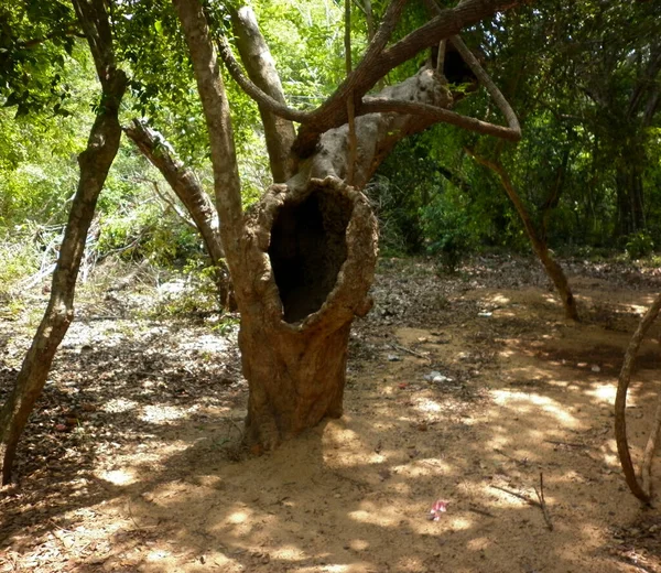Stare Drzewo Dużą Dziurę Pniu Drzewa — Zdjęcie stockowe