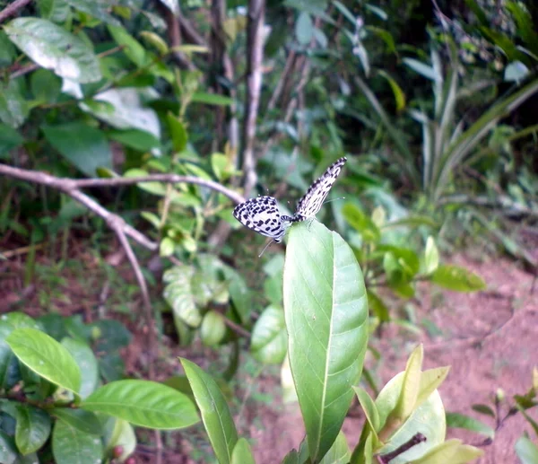 Enfoque Selectivo Una Mariposa Mientras Dos Pequeñas Mariposas Pierrot Comunes —  Fotos de Stock