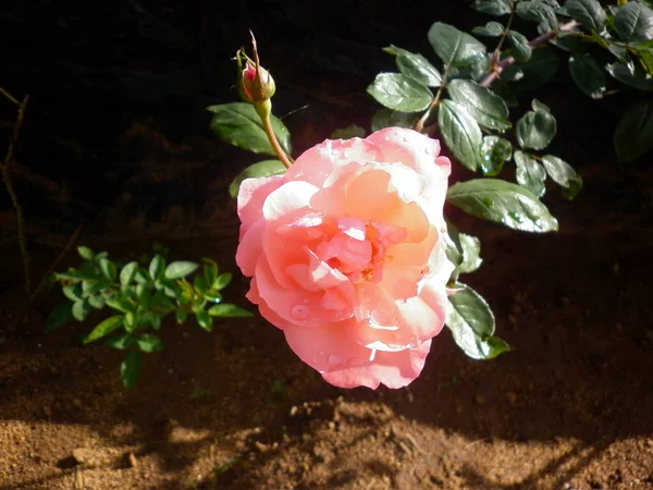 Uma Flor Rosa Cor Rosa Rosa Broto Jardim — Fotografia de Stock