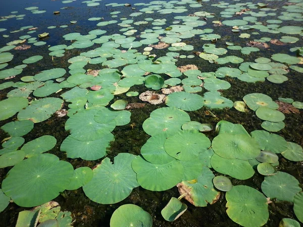 Selektivt Fokus Flera Gröna Lotusblad Vid Sri Lankasjön — Stockfoto