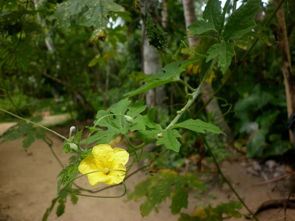 1つの黄色の花と庭でいくつかの芽を持つ苦いひょうたんつる — ストック写真