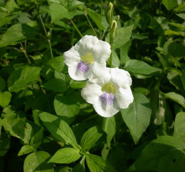 İki beyaz ve açık mor karışık çiçek birbirine yakın.
