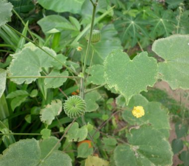 İlçe safra kesesi tohumu ve ilçe mallow ağacının yeşil yaprağı üzerine seçici bir odak noktası
