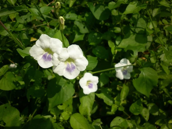 Duas Flores Brancas Roxas Claras Misturadas Dois Botões — Fotografia de Stock